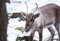 Highland wildlife park has date with Santa 