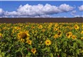 Ross-shire through the Lens – Stunning sunflowers in Evanton 