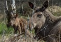 Highland Wildlife Park announces death of female elk months after birth of twins