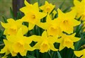 Daffodil Day fundraiser set to take place in Tain