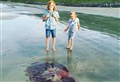 PICTURES: Swarms of stinging jellyfish hit Far North shores