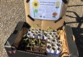 Sunflower challenge aims to raise lockdown spirits