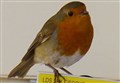 Robin causes festive flutter at a popular city store