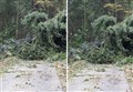 ROADS UPDATE: Fallen trees result in closures across Ross-shire