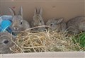 Baby bunnies who were flooded out their home have been rescued by Inverness SPCA