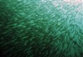 Call for more support for Wester Ross herring spawning ground after TV showcase