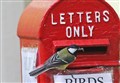 PICTURES: Birds take over Royal Mail postbox in Highlands