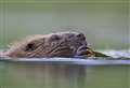 Legal challenge to Scottish Government’s beaver killing policy gets green light
