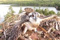 Osprey chicks take flight for the first time