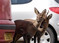 'Think deer' in accident peak season, says SNH