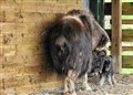 Baby Belle is a Musk-ox success story