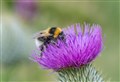 Conservation trust asks people across the Highlands to 'Bee the Change'