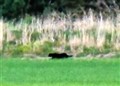 Expert on prowl to solve ‘big cat’ mystery