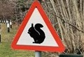 Squirrel road safety signs 'stolen as souvenirs' leaving Highland wildlife at risk