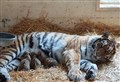 PICTURE: Triplet tiger cubs born in Highlands boost global effort to save species