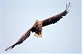 New sea eagle scheme to aid crofters hit by predation