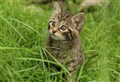 Centre welcomes birth of new wildcat kittens