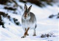 Animal protection charity hails new mountain hare protection