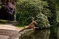 London dogs at greater risk of heatstroke, study suggests