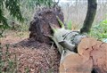 Ross woodland owners told fallen trees could 'survive' for millenia if properly preserved