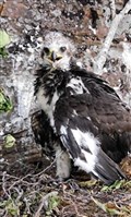 Highland first offers bird's-eye view of the iconic golden eagle