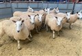 'Fierce enquiry' at Dingwall mart sheep sale