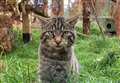 WATCH: Hopes that Highland love cats will boost survival of one of UK's rarest mammals