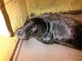 SSPCA rescues stricken seal pup from Ross beach