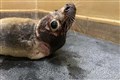 Makeshift sauna created at RSPCA centre to help seals with breathing problems