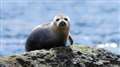 Seals' meals put lives on the line