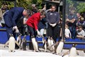 Princess Royal feeds penguins on visit to zoo