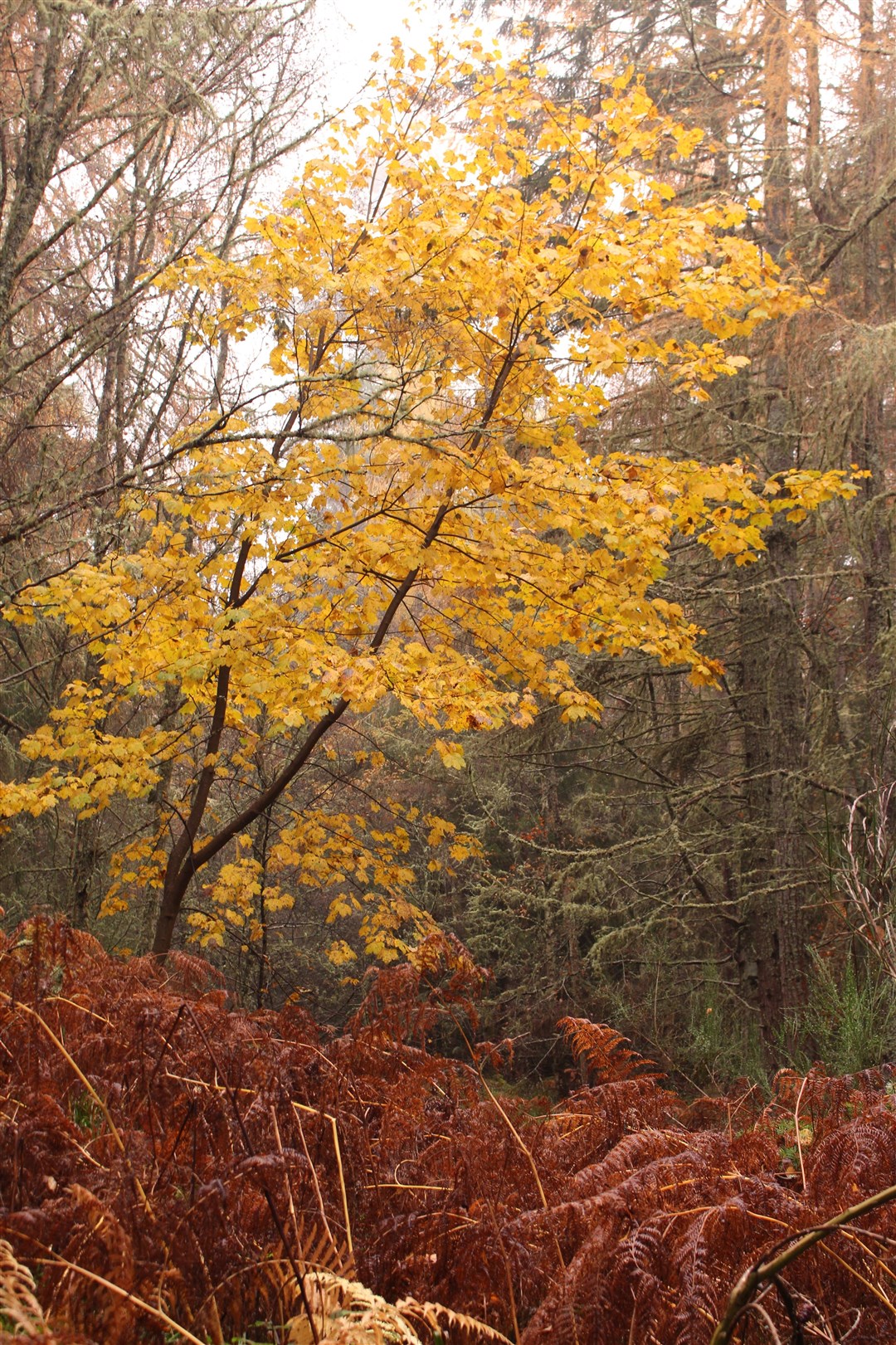 Beautiful autumn colour at Evanton’s community woodland.