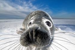 This eye-catching image of a grey seal, taken by Mark Smith, has been released to inspire photographers. Can you do better?
