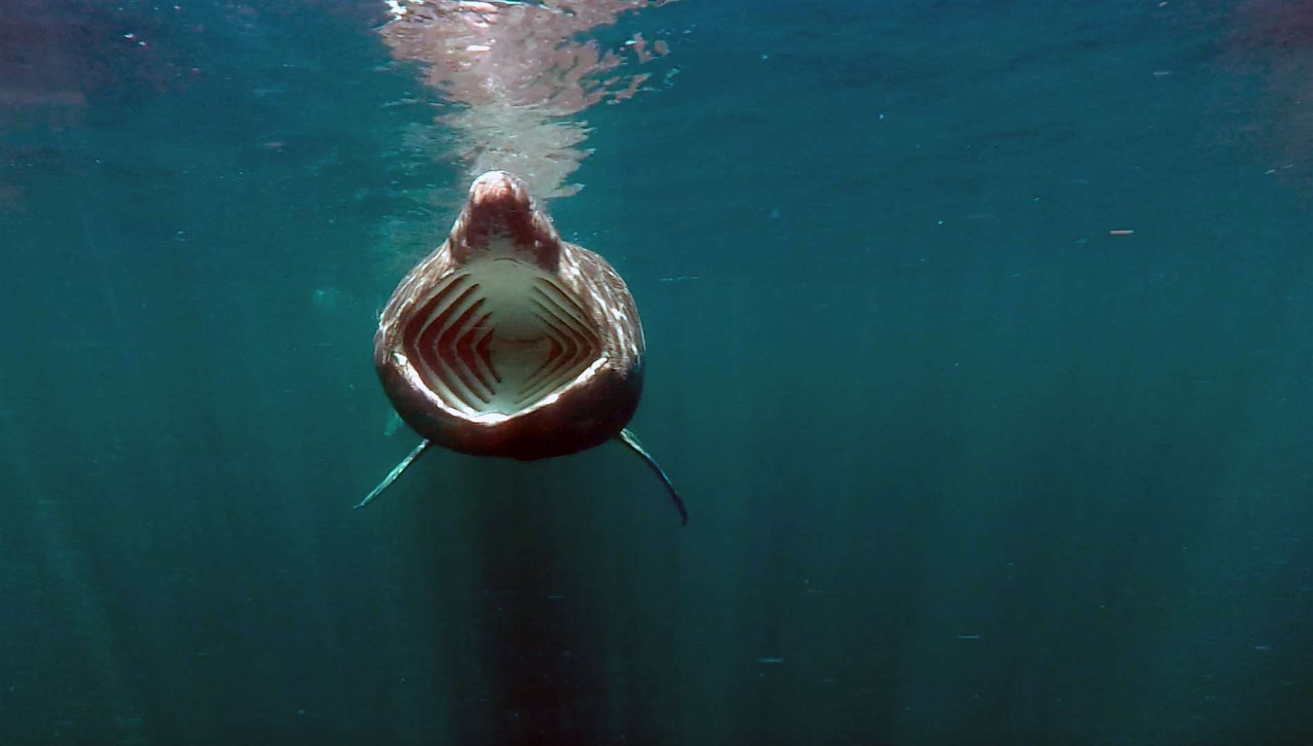 Basking Shark. Picture: NatureScot