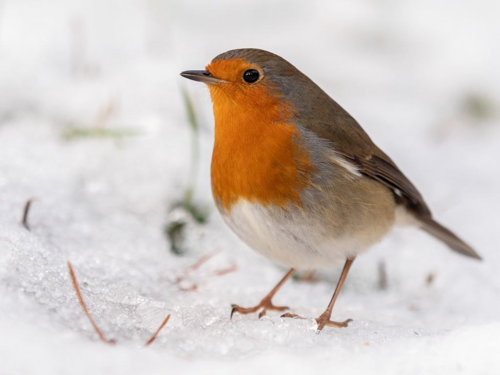 Mr Robin in the snow.