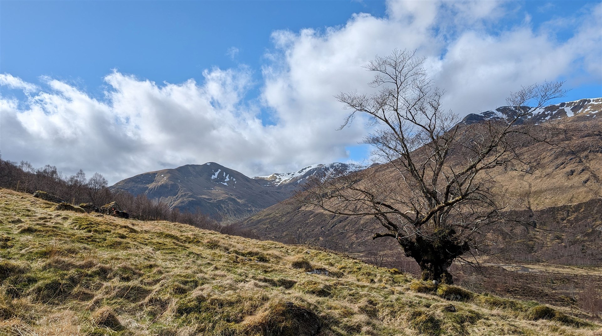 A remote site in Forestry and Land Scotland managed Glen Affric has been chosen for a project to save the wych elm species.