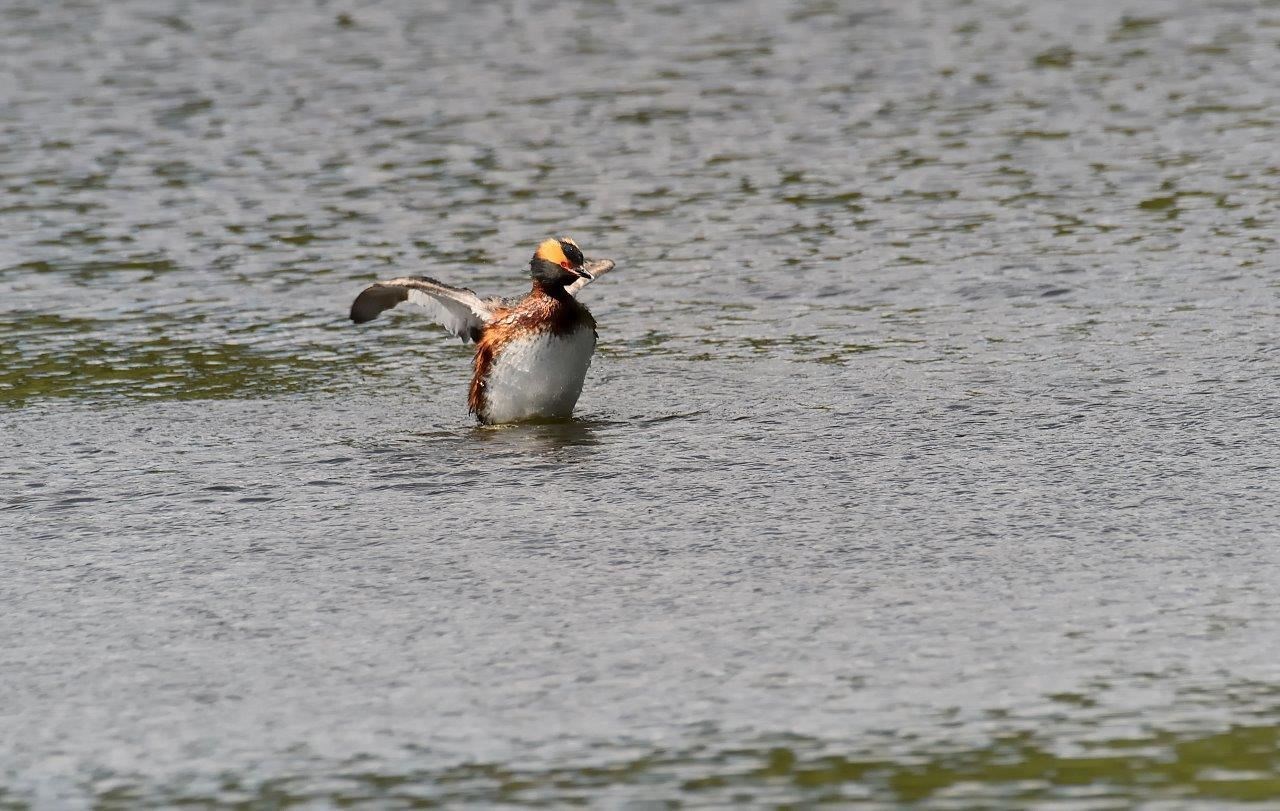 A Slavonian grebe stretching its wings. Picture: Brian Alexander, Kirkhill
