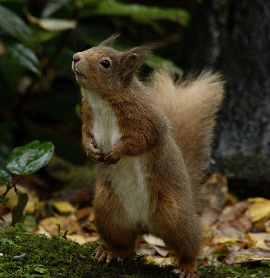 Rosanna Forbes captured the Glenalmond squirrel mascot sniffing the air.