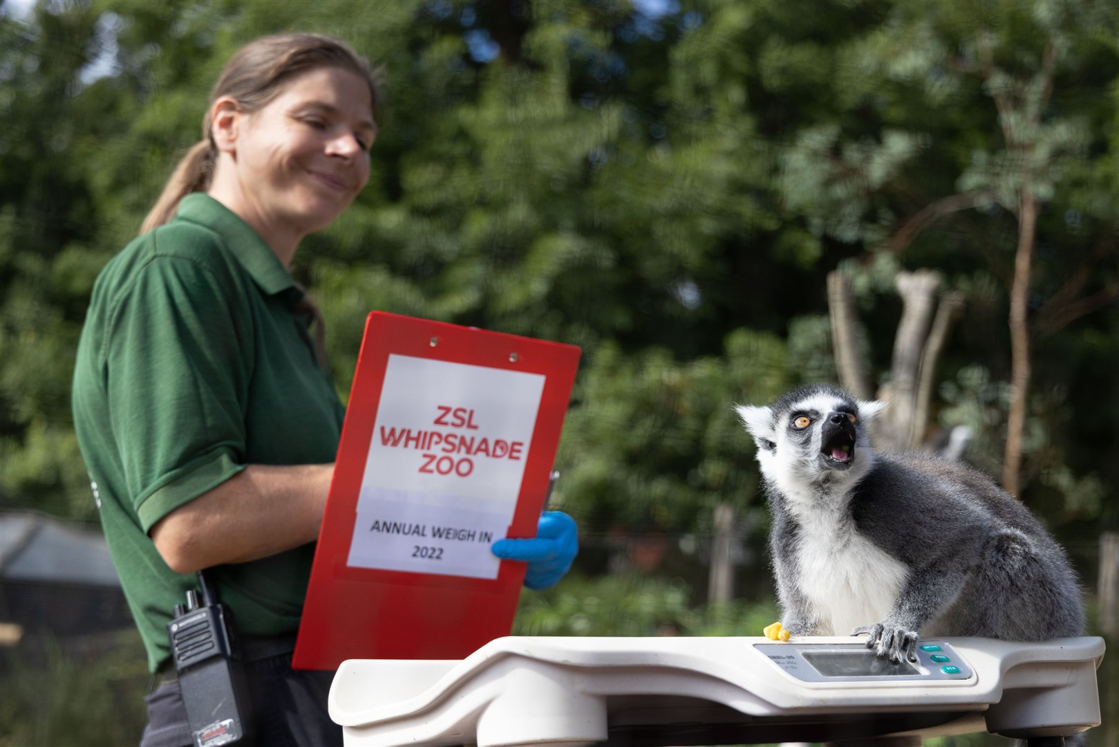 The huge task saw zookeepers gently coax animals of all varieties onto the scales (ZSL/PA)