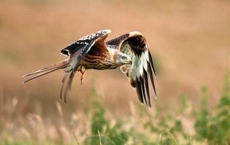 The two red kites were both illegally killed. Picture: Dean Bricknell/RSPB