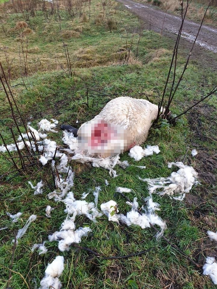 The sheep met a grizzly end after an upsetting attack. Picture: Easter Ross Vets