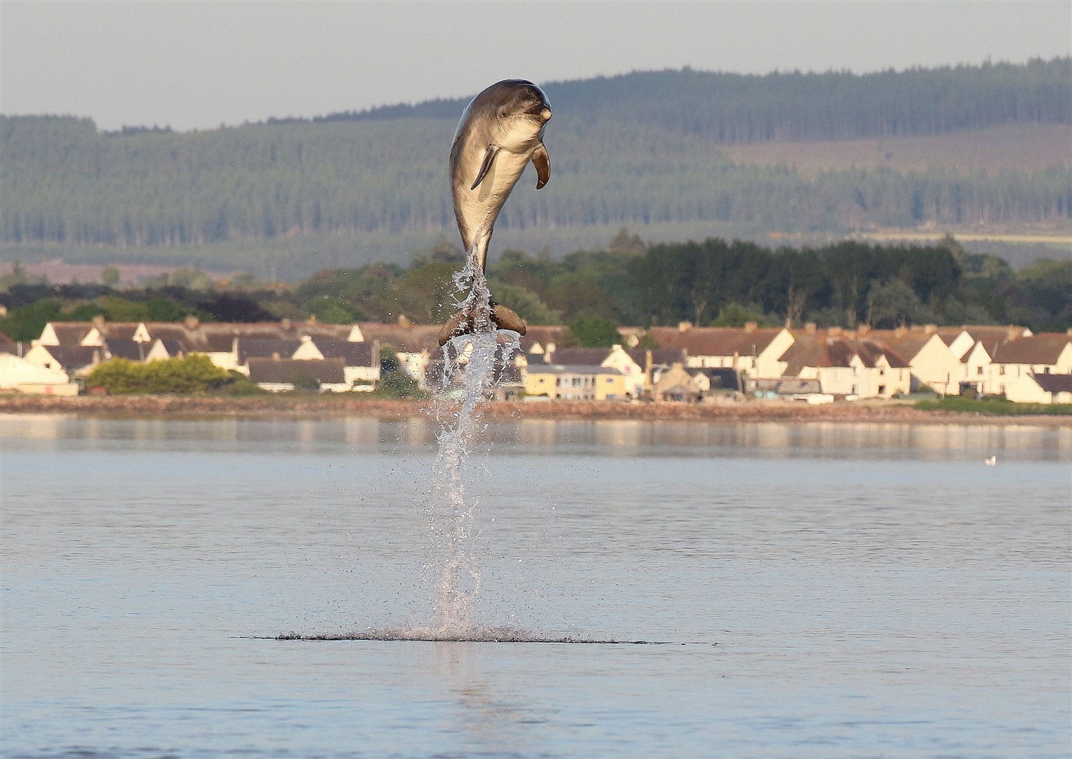 Moray Firth bottlenose dolphins breach the surface near Chanonry Point. Picture: Ally Kemp