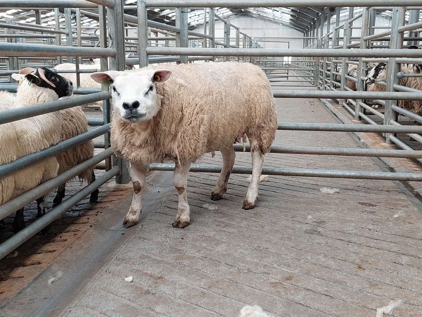 Picture: Dingwall Auction Mart.