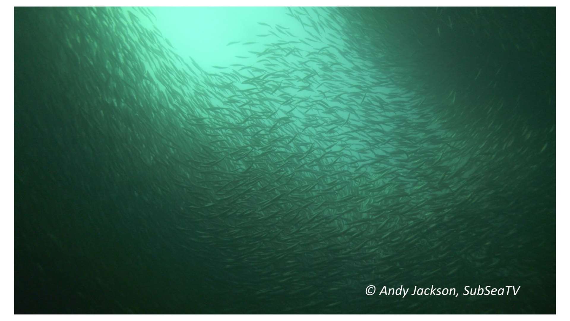 Herring. Picture: Andy Jackson