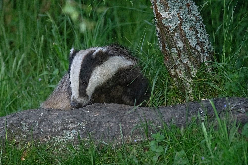 Badger by Nick Sidle