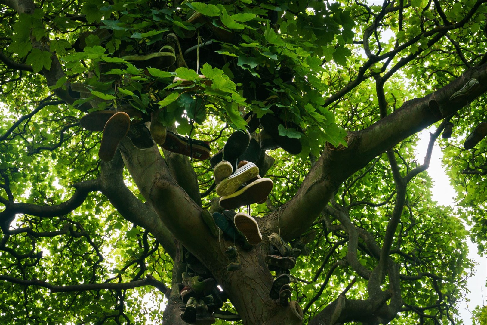 The Shoe Tree in Heaton Park, Newcastle, is among those shortlisted (Tessa Chan/Woodland Trust)