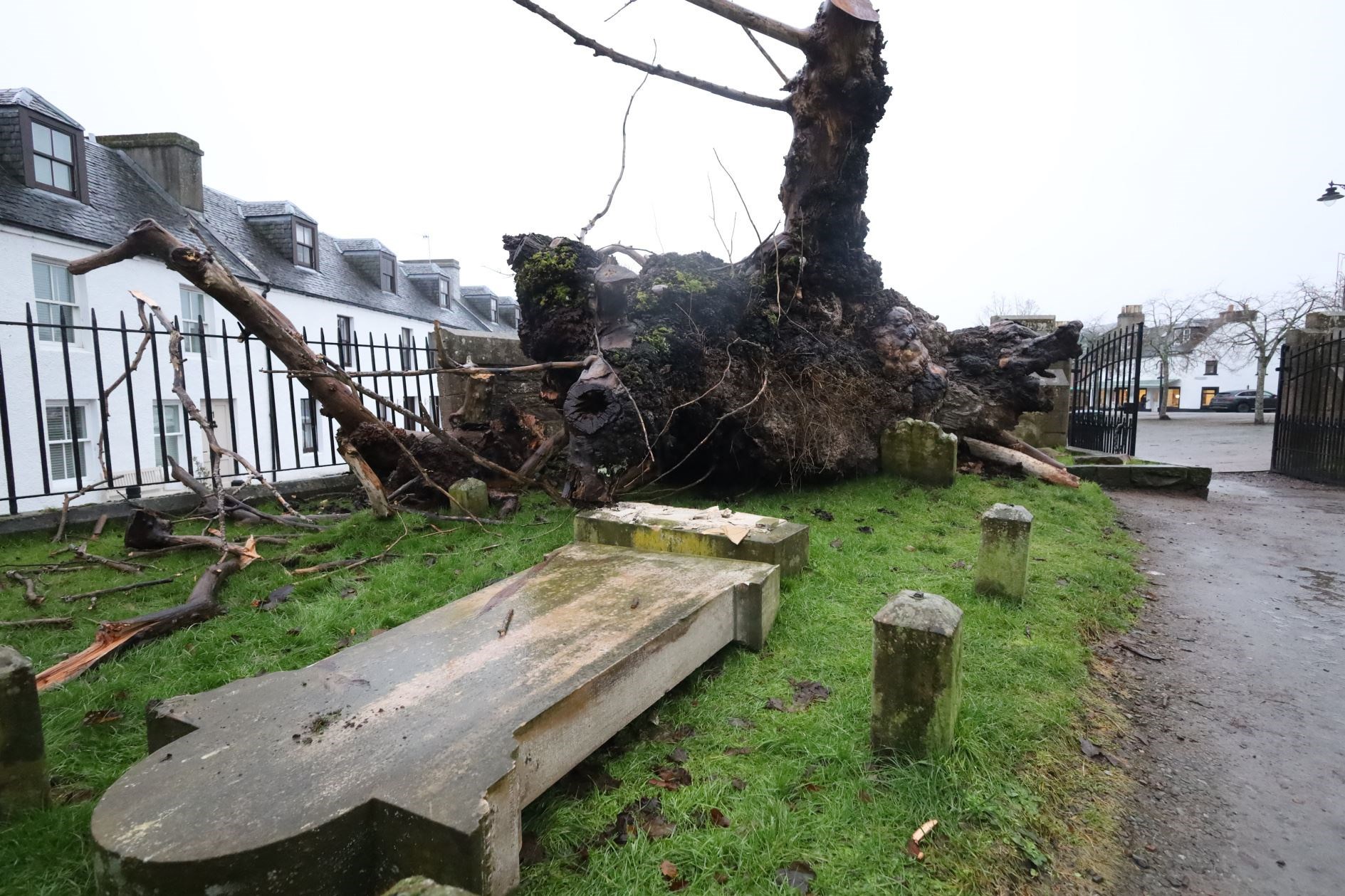 The fallen elm tree at Beauly Priory knocked over a grave stone. Picture: James Mackenzie.