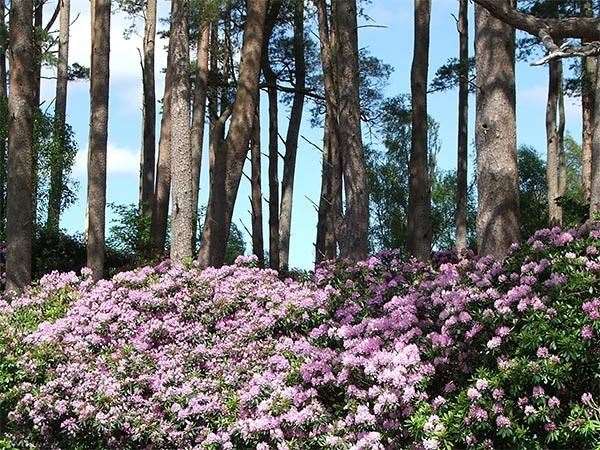 The rhododendron ponticum looks pretty but can be a real problem.