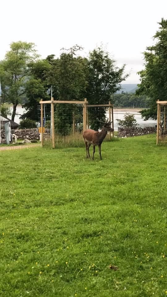 Deer in the gardens of Applecross.
