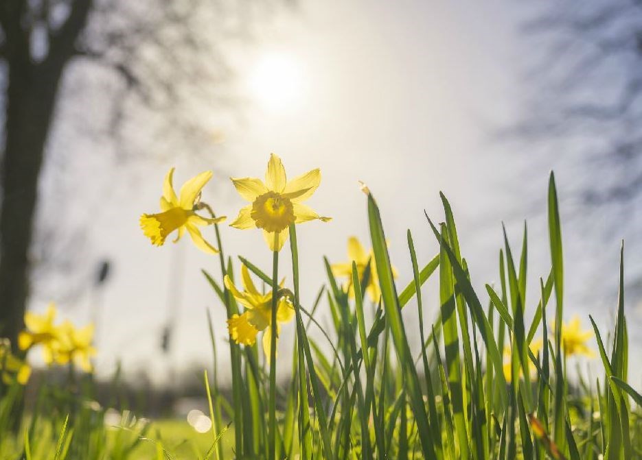 Daffodils in sunny weather. Stock image.